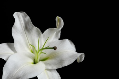Photo of Beautiful lily on black background, closeup view. Space for text