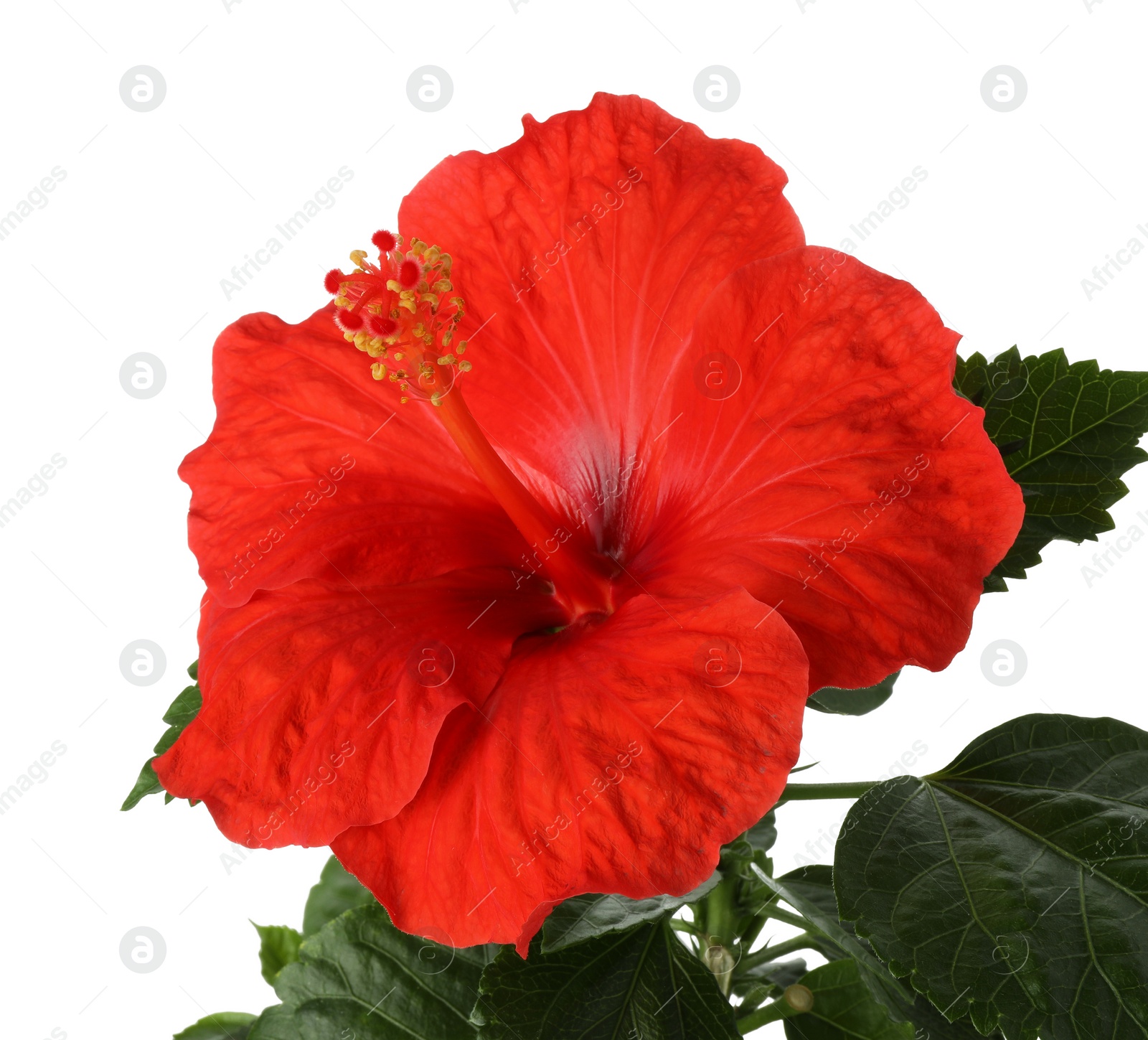 Photo of Beautiful red hibiscus flower with green leaves isolated on white