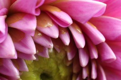 Photo of Beautiful Dahlia flower with pink petals as background, macro view