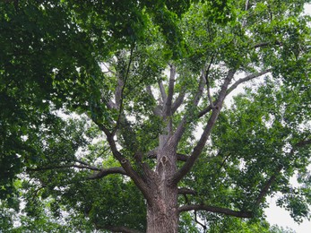 Beautiful tree with green leaves outdoors, low angle view