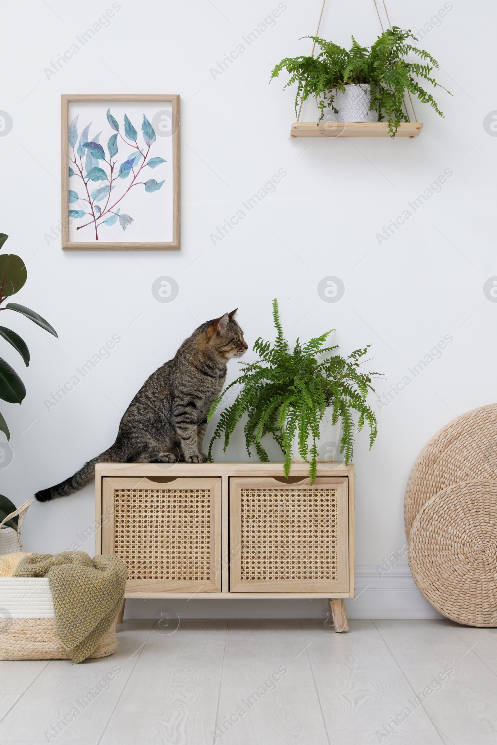 Photo of Cute tabby cat near houseplant on cabinet indoors