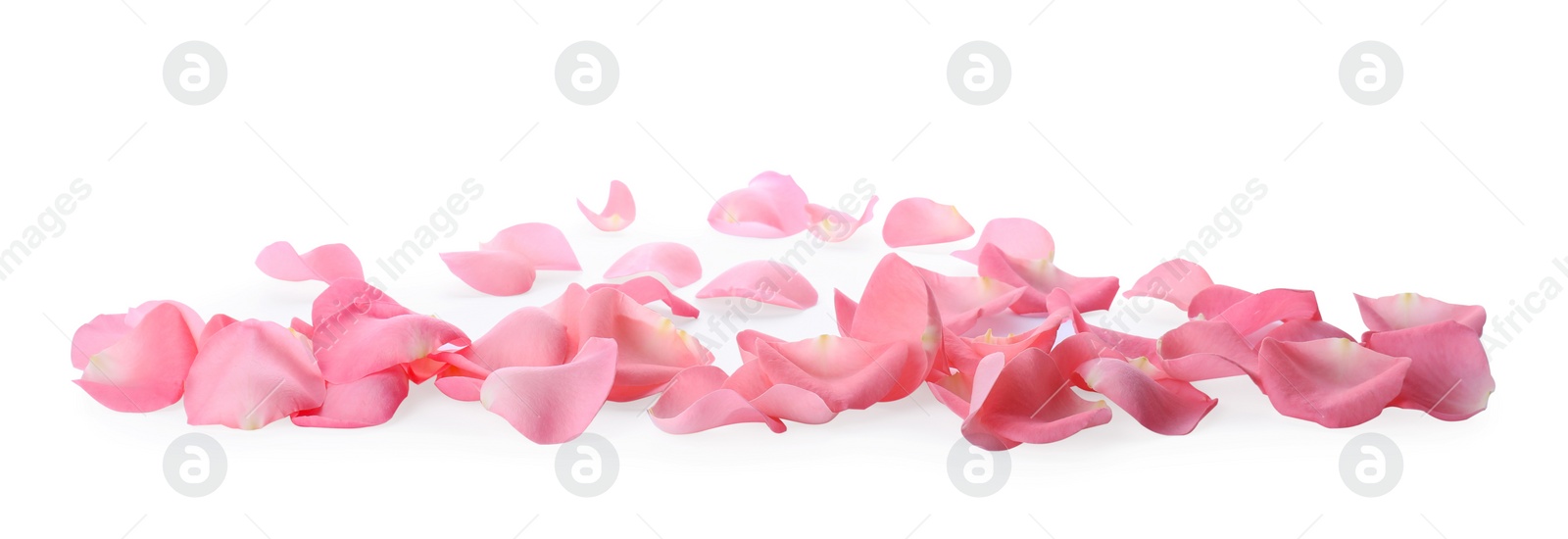 Photo of Beautiful pink rose flower petals on white background