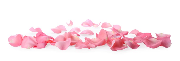 Photo of Beautiful pink rose flower petals on white background