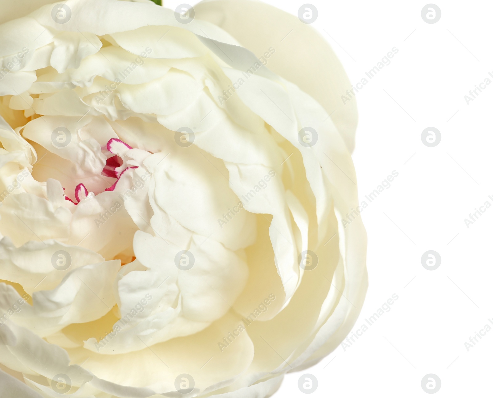 Photo of Beautiful fresh peony flower on white background, top view