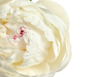 Beautiful fresh peony flower on white background, top view