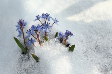 Photo of Beautiful lilac alpine squill flowers growing through 
snow outdoors