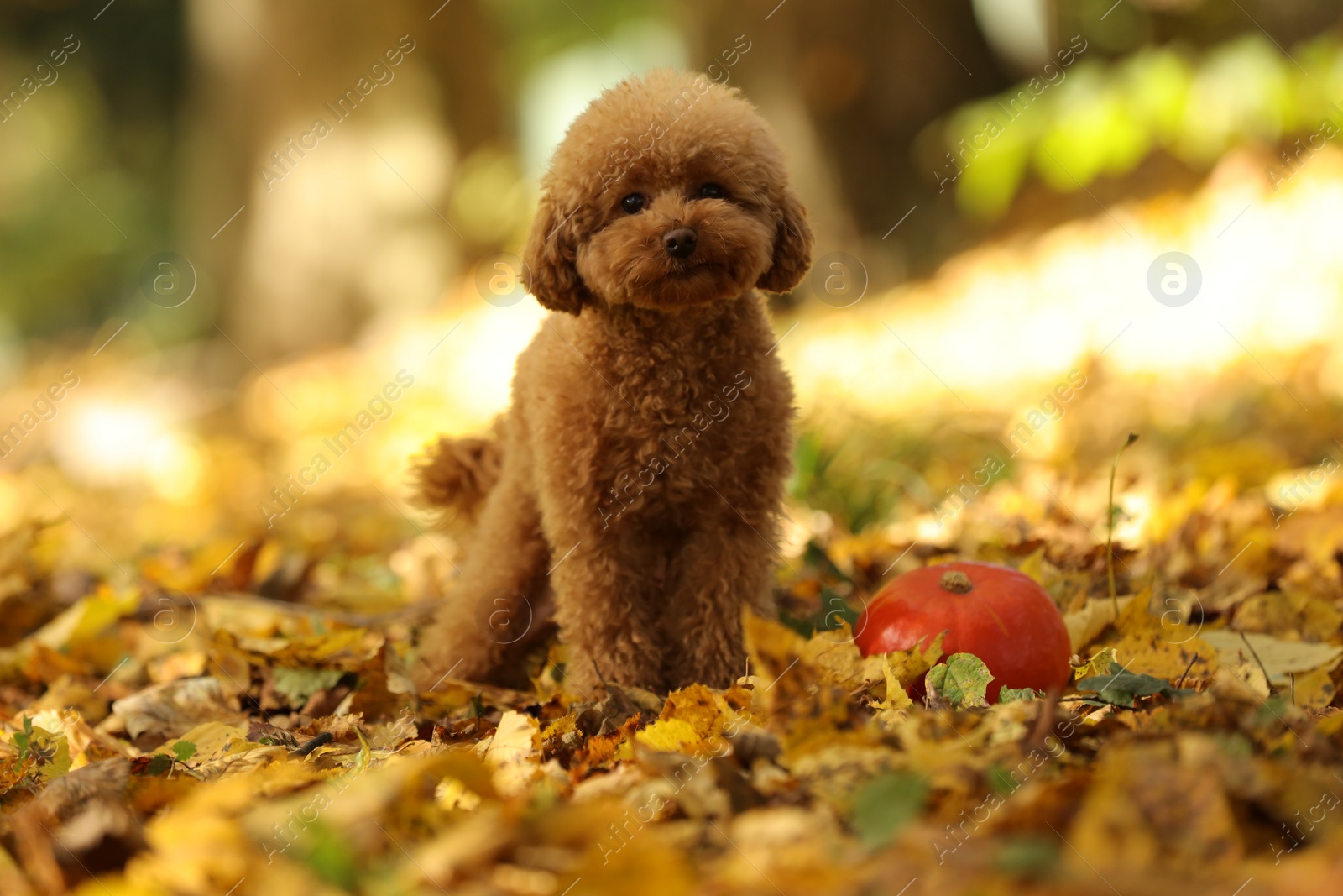 Photo of Cute Maltipoo dog, pumpkin and dry leaves in autumn park