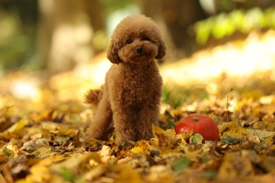 Photo of Cute Maltipoo dog, pumpkin and dry leaves in autumn park