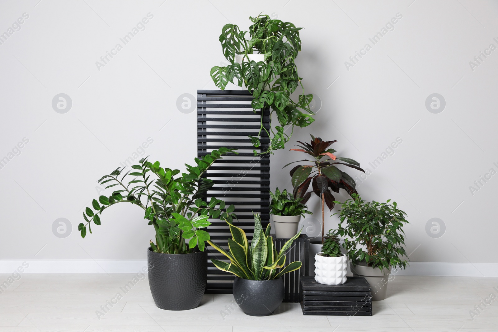 Photo of Many houseplants on floor near white wall. Stylish interior design