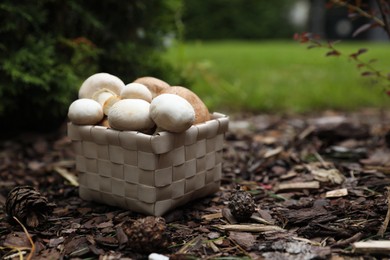 Photo of Basket of fresh champignon mushrooms in forest, space for text