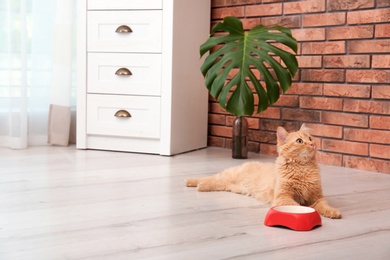 Photo of Cute cat lying near bowl on floor at home