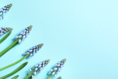 Flat lay composition with spring muscari flowers on color background, space for text