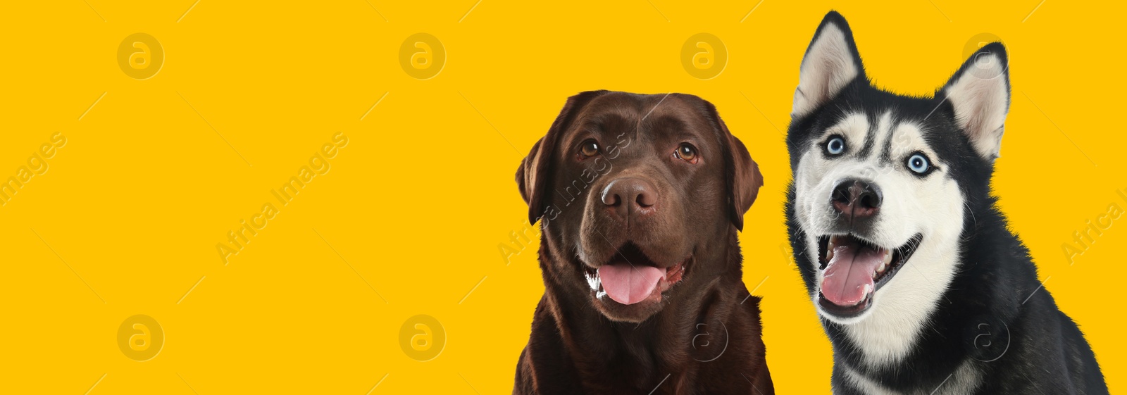 Image of Happy pets. Cute chocolate Labrador Retriever and Siberian Husky dogs smiling on yellow background, space for text. Banner design