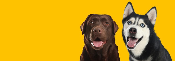 Image of Happy pets. Cute chocolate Labrador Retriever and Siberian Husky dogs smiling on yellow background, space for text. Banner design