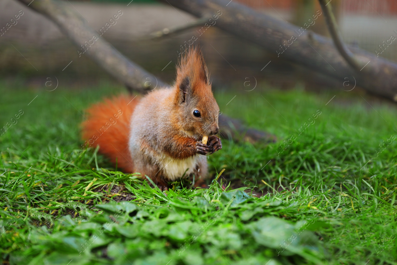 Photo of Cute squirrel eating on green grass in zoo