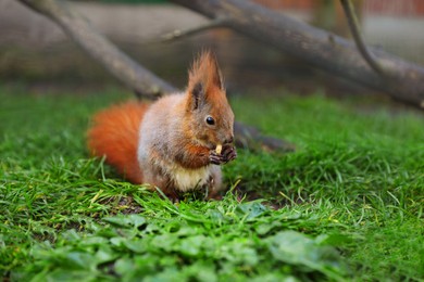 Photo of Cute squirrel eating on green grass in zoo