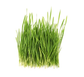 Wheat grass on white background, top view