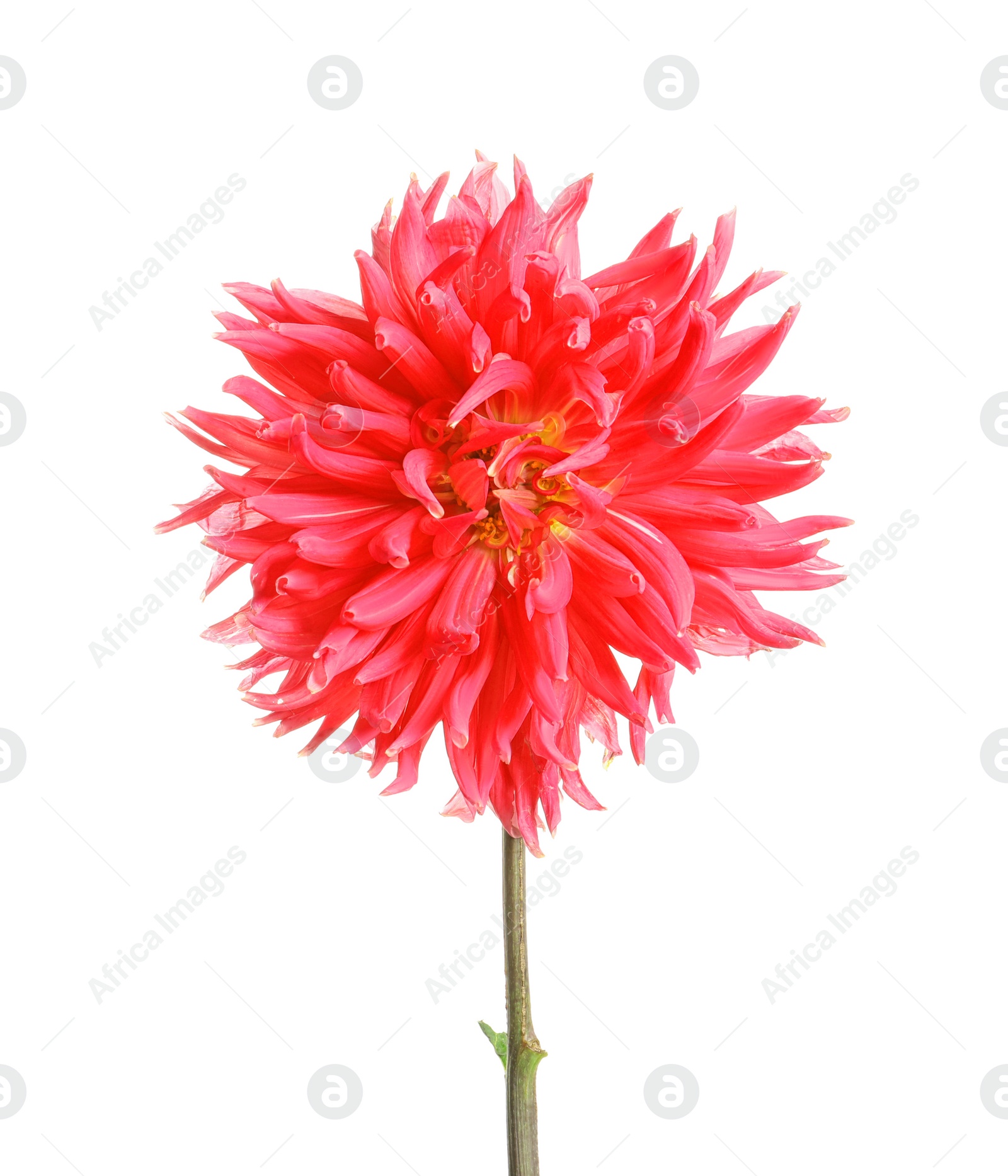 Photo of Beautiful pink dahlia flower on white background