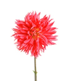 Photo of Beautiful pink dahlia flower on white background