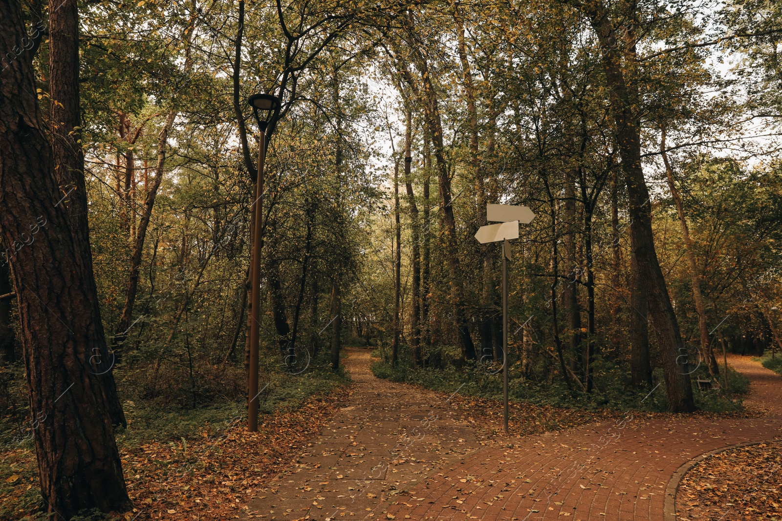 Photo of Many beautiful trees and pathway with fallen leaves in autumn park