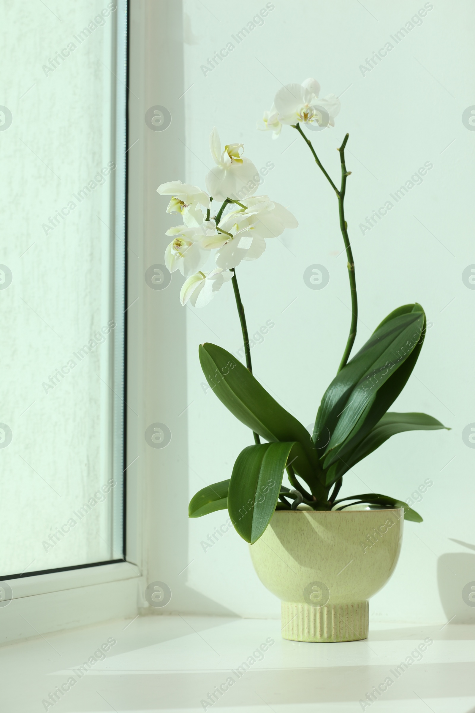 Photo of Blooming white orchid flower in pot on windowsill