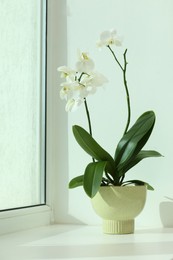 Photo of Blooming white orchid flower in pot on windowsill