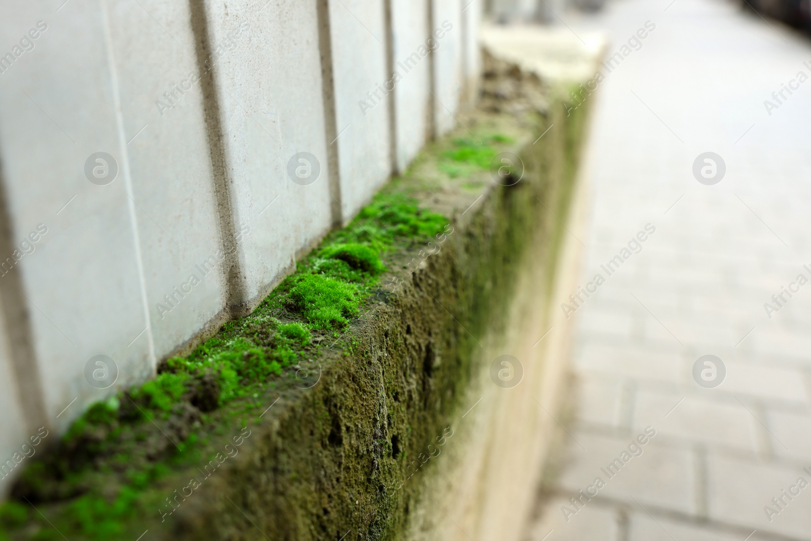 Photo of Closeup view of wall covered with green moss outdoors