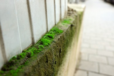 Closeup view of wall covered with green moss outdoors