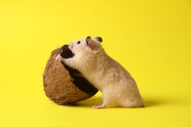 Curious hamster with coconut shell on yellow background