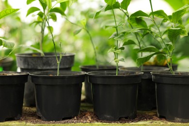 Many different beautiful potted plants in greenhouse