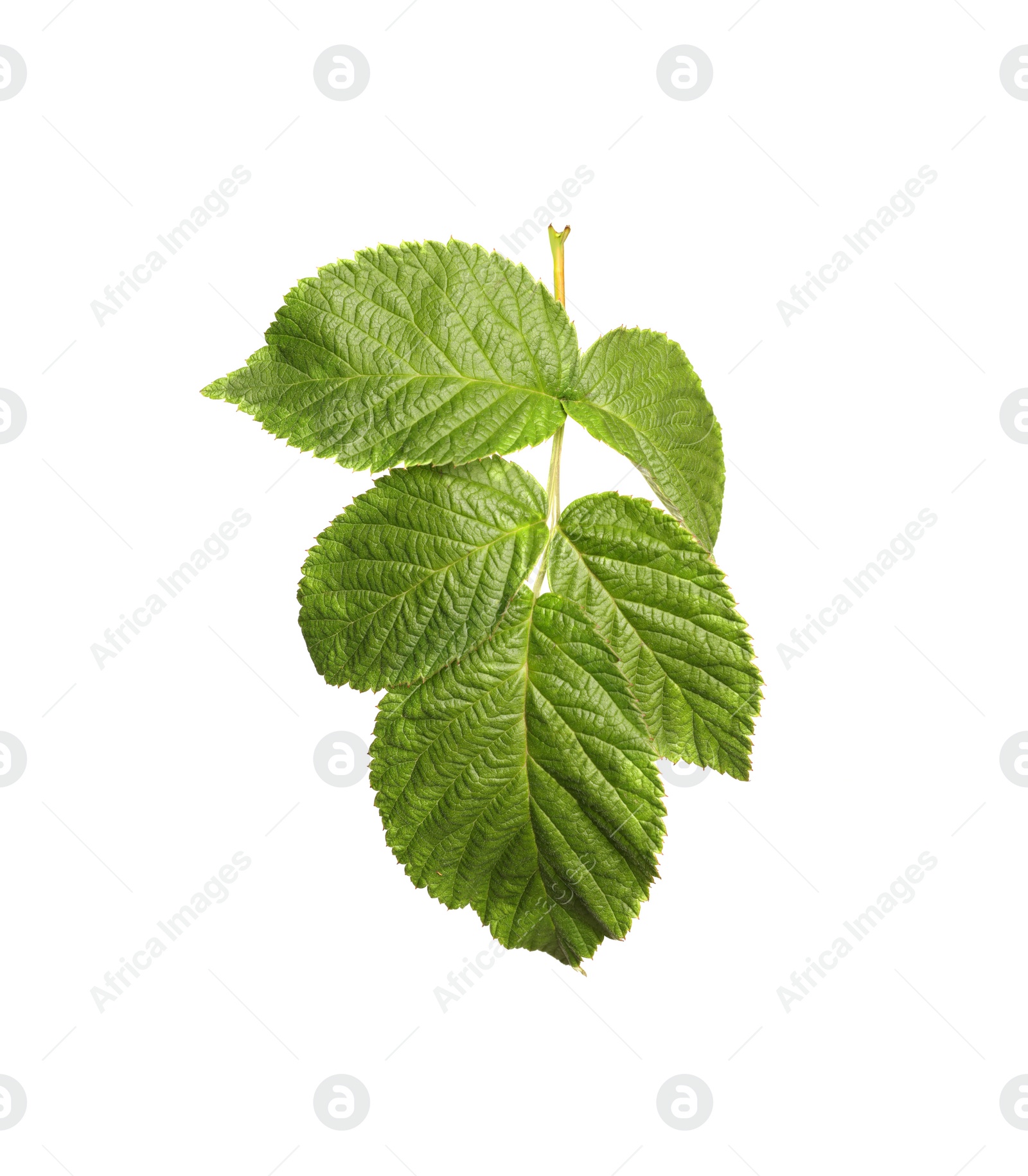 Photo of Fresh green blackberry leaves isolated on white