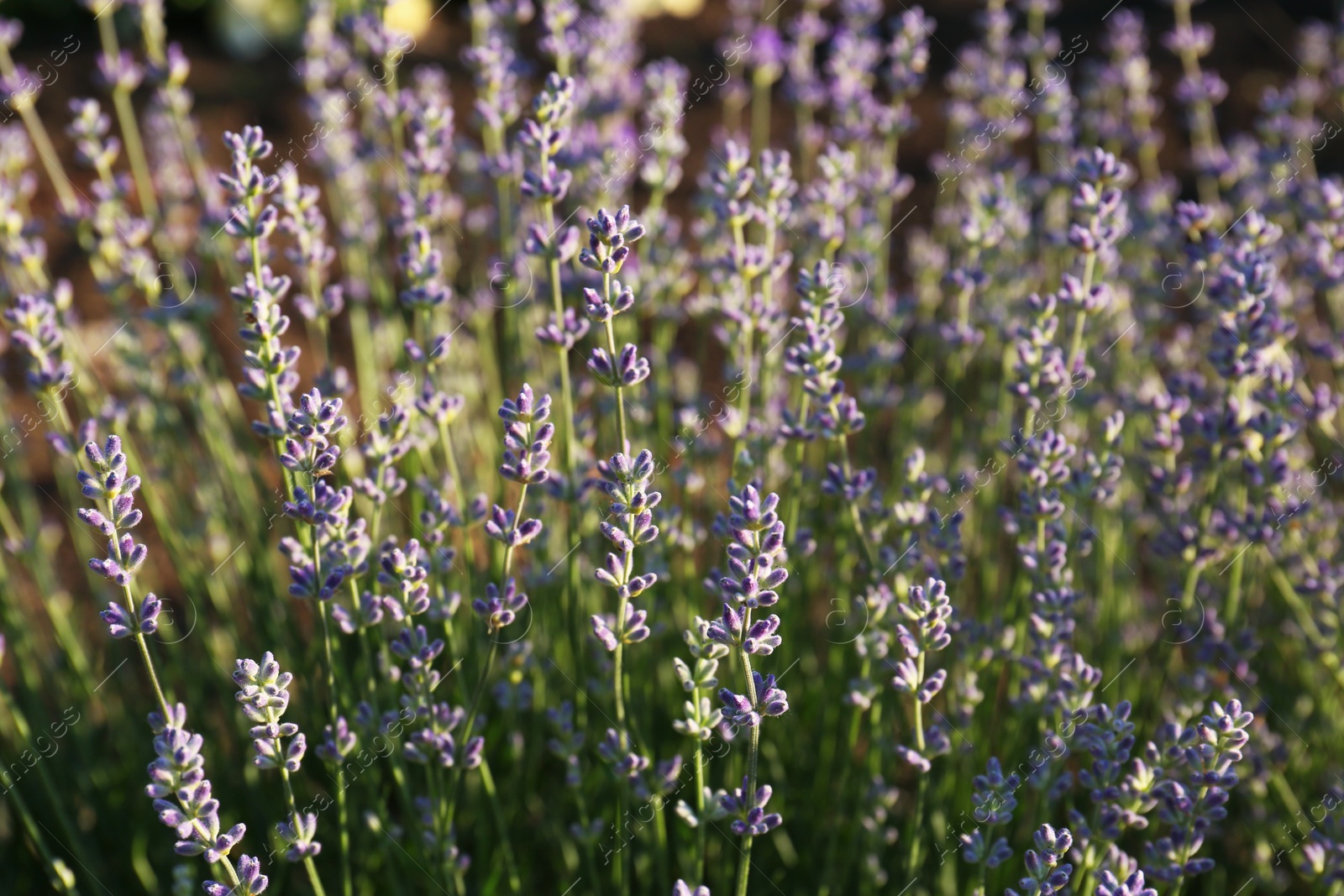 Photo of Beautiful lavender flowers growing in field, closeup