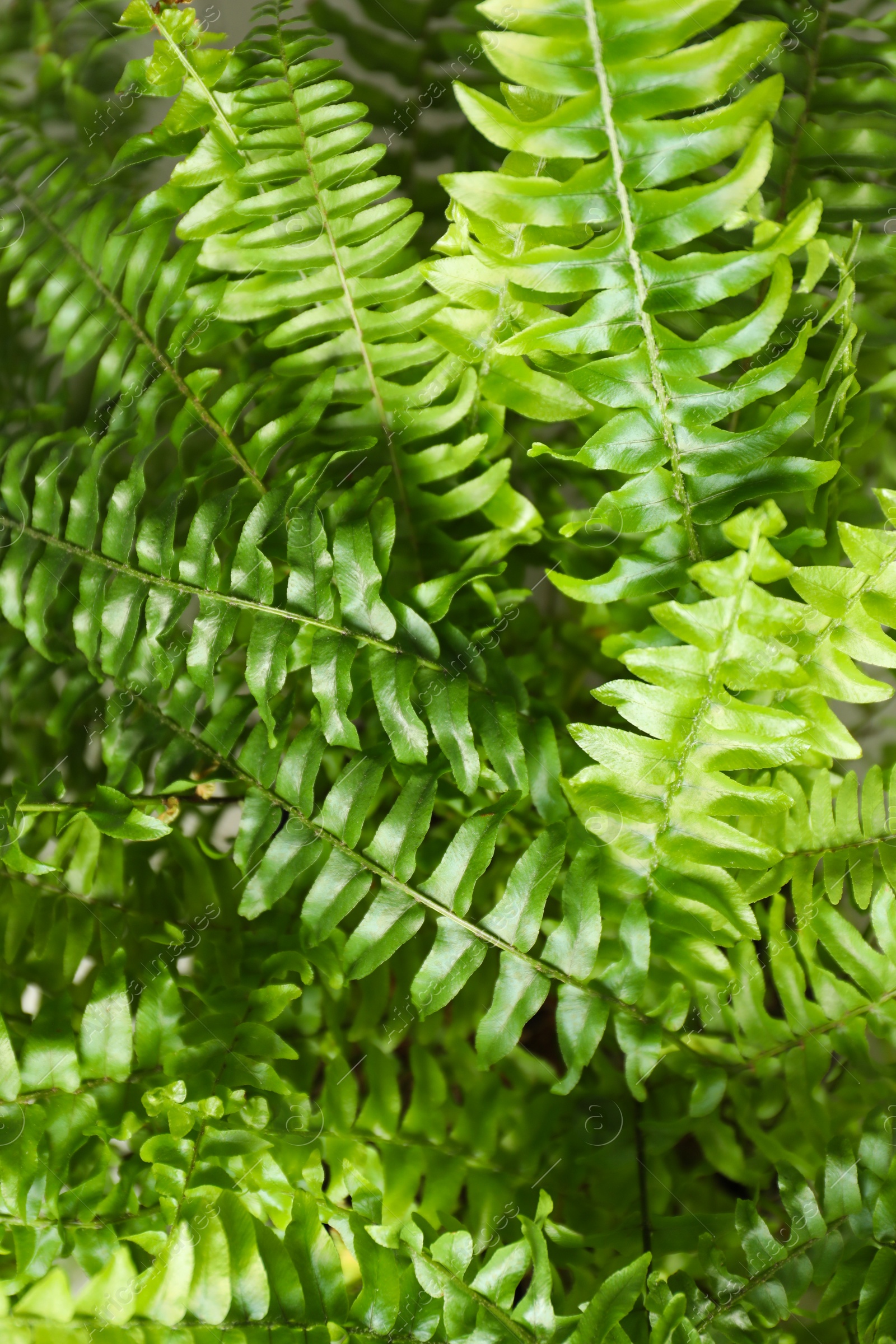 Photo of Beautiful fresh fern leaves, closeup. Floral background