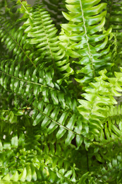 Photo of Beautiful fresh fern leaves, closeup. Floral background