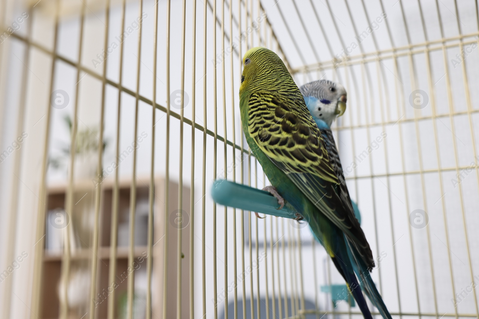 Photo of Beautiful bright parrots in cage indoors. Exotic pets