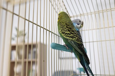 Beautiful bright parrots in cage indoors. Exotic pets