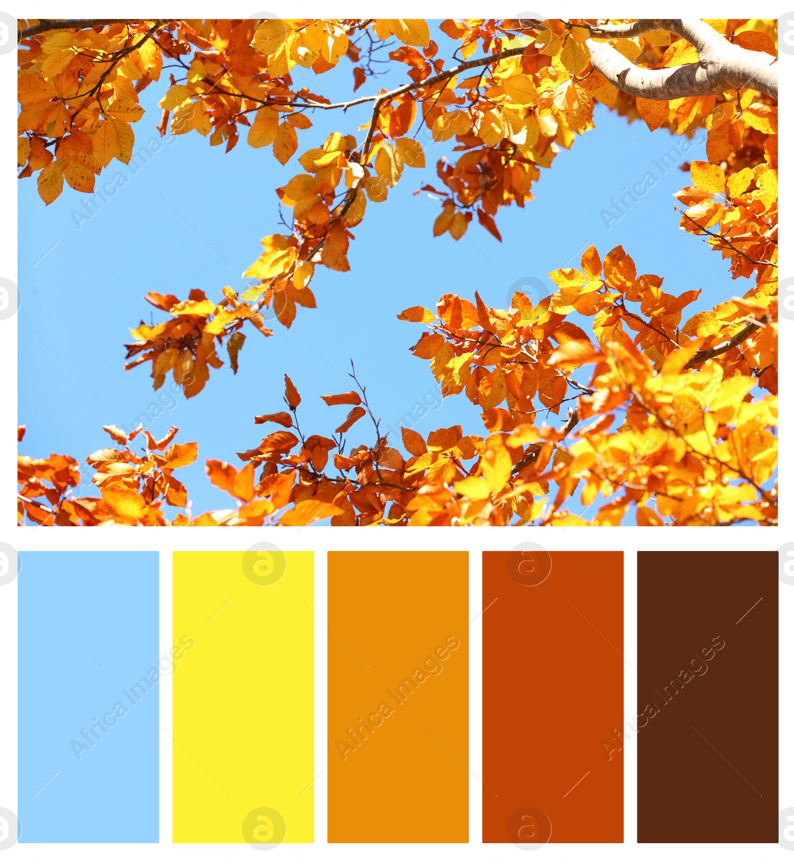 Image of Color palette appropriate to photo of beautiful trees with autumn leaves