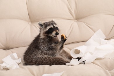 Photo of Cute mischievous raccoon with snack among ripped toilet paper on sofa