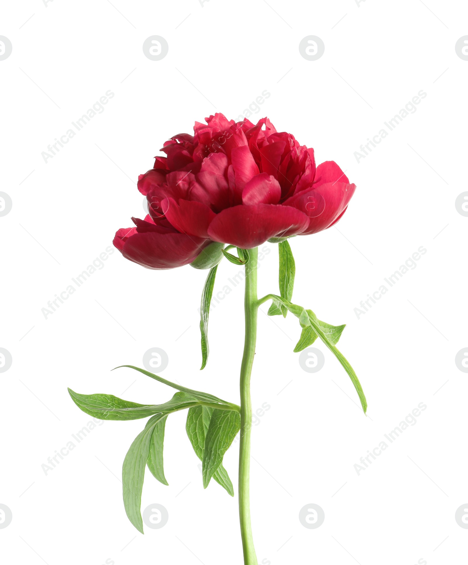 Photo of Beautiful blooming peony flower on white background