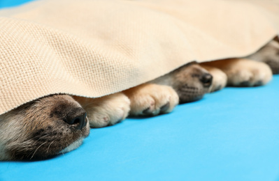 Photo of Cute Akita Inu puppies covered with plaid on light blue background, closeup. Baby animals