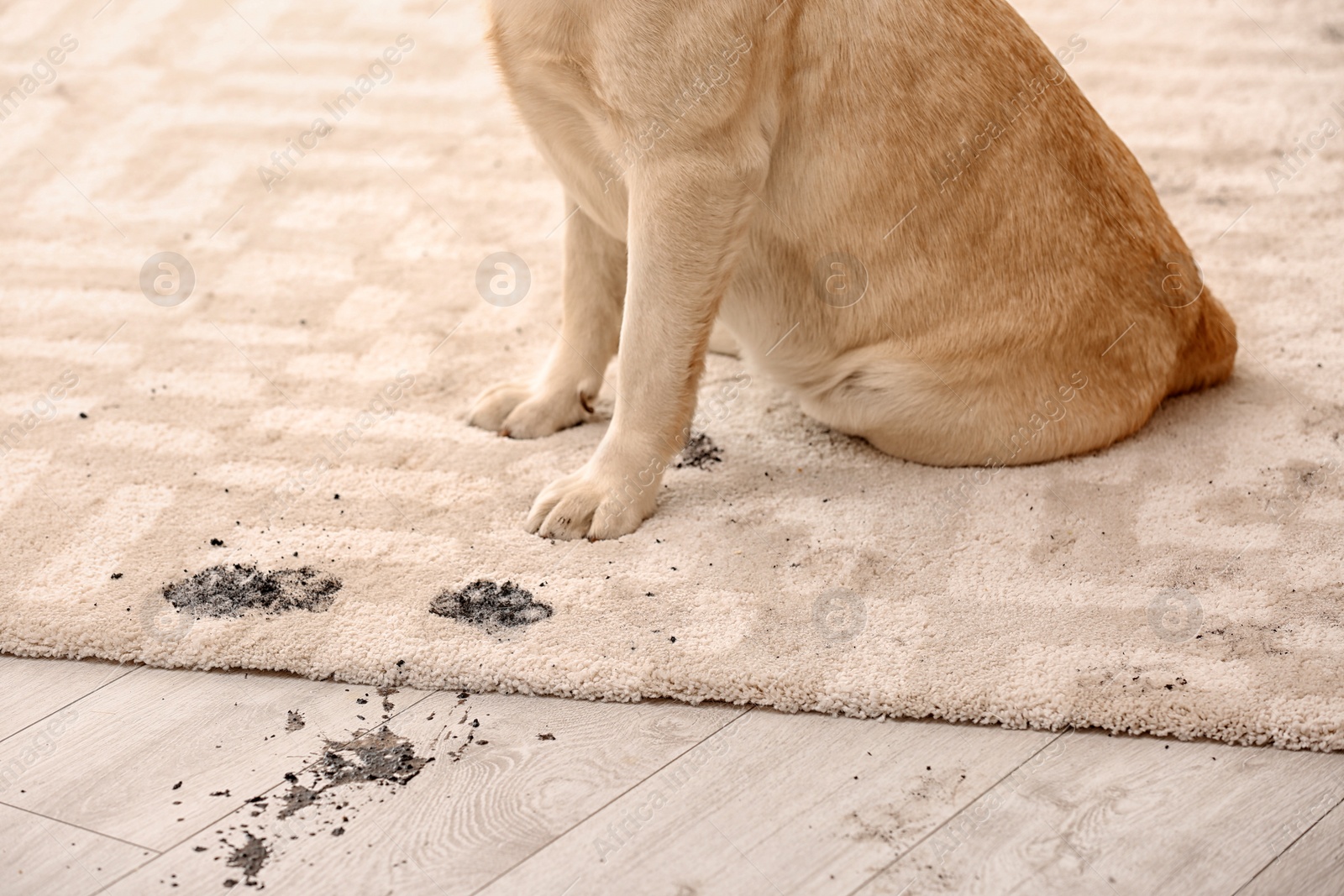 Photo of Cute dog leaving muddy paw prints on carpet