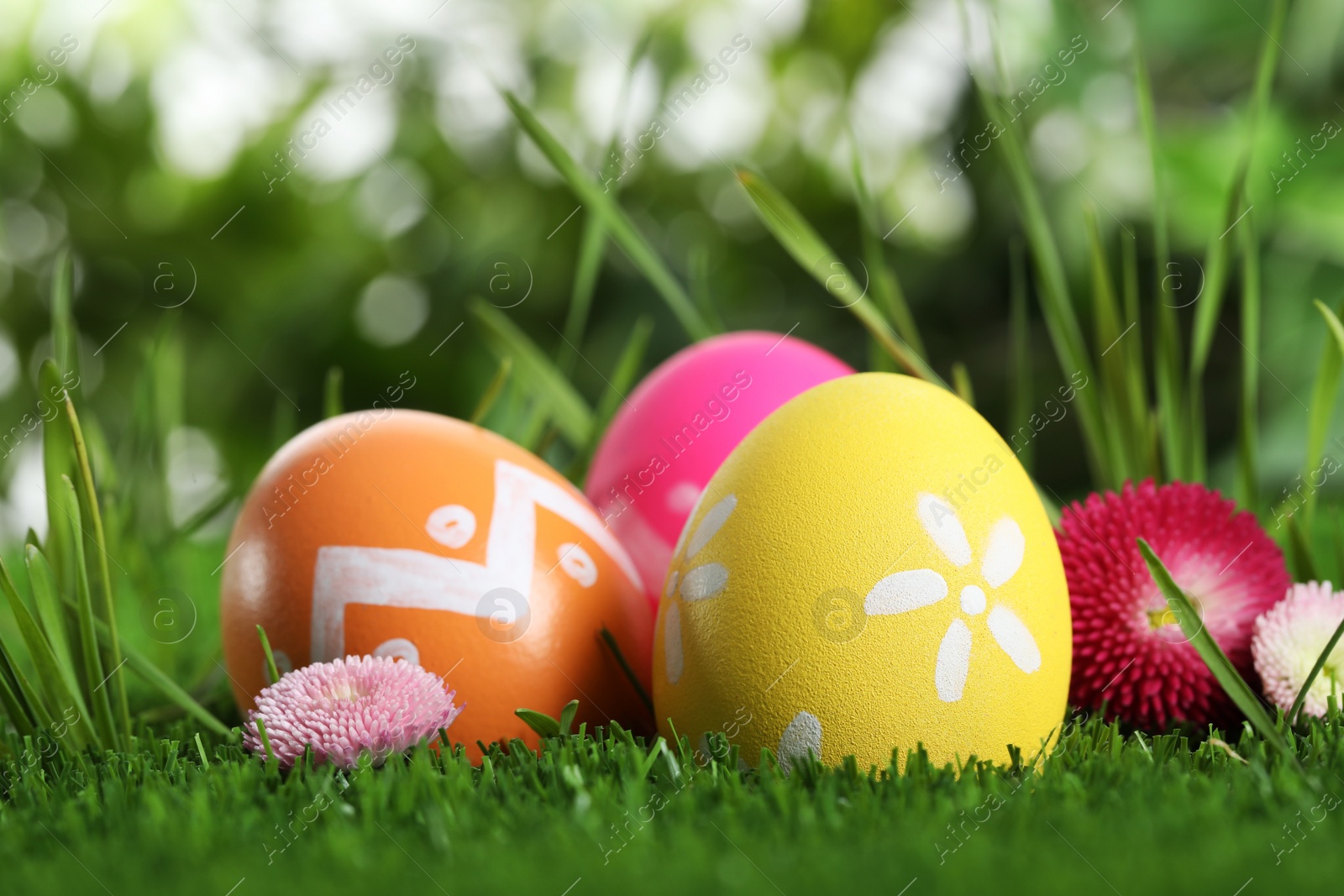 Photo of Colorful Easter eggs and daisy flowers in green grass, closeup