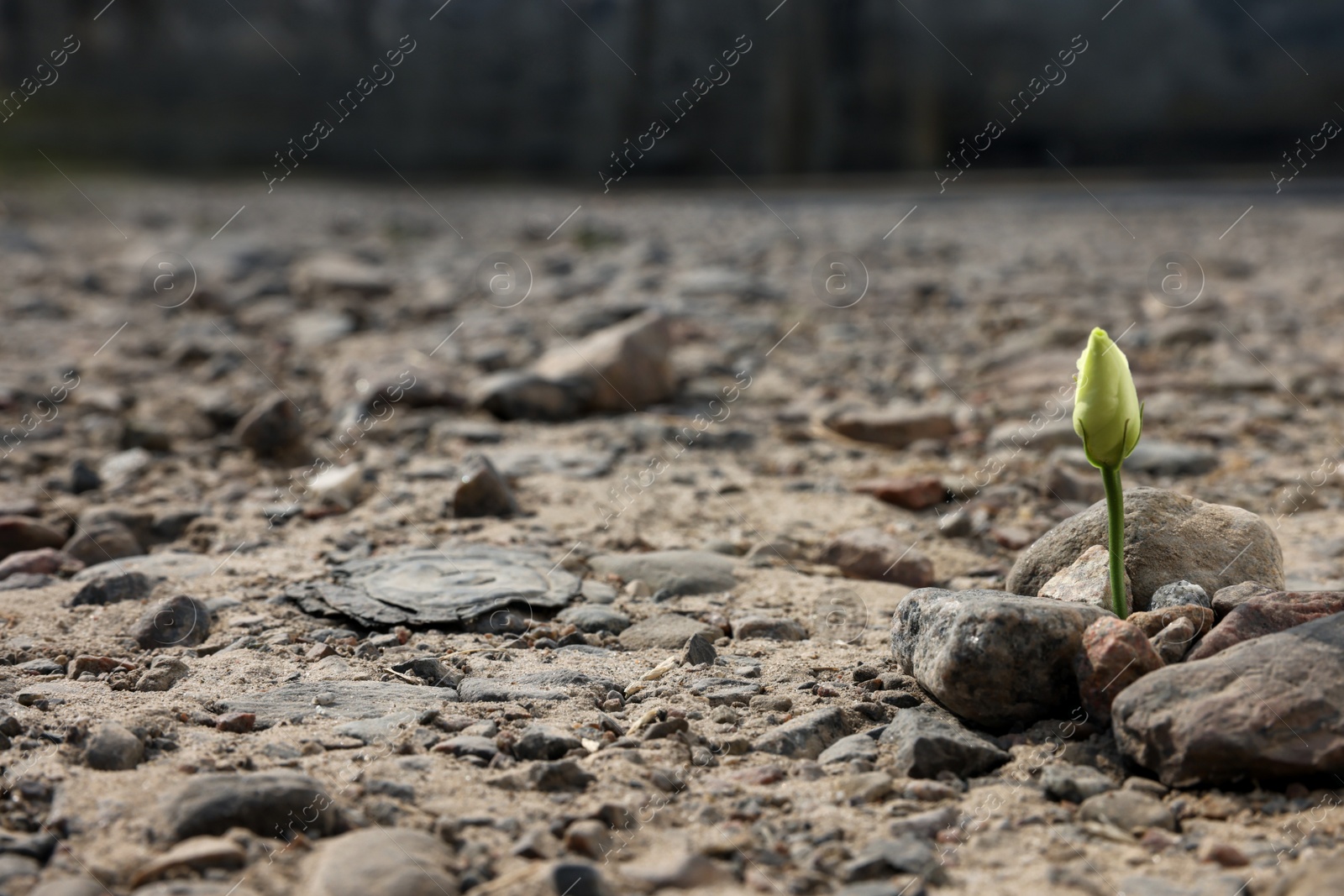 Photo of Beautiful flower growing in dry soil, space for text. Hope concept