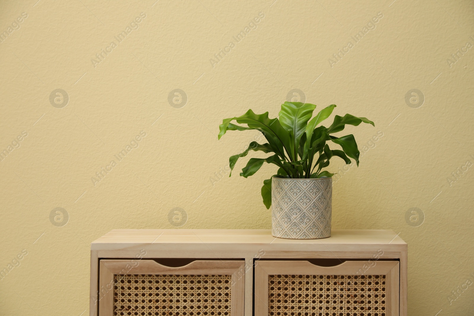 Photo of Beautiful fresh potted fern on wooden cabinet near beige wall. Space for text