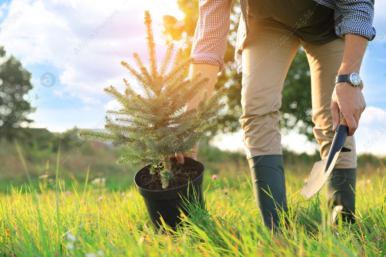 Photo of Man with conifer tree and shovel in meadow, closeup