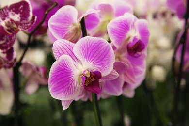 Beautiful blooming orchid flowers, closeup. Tropical plant