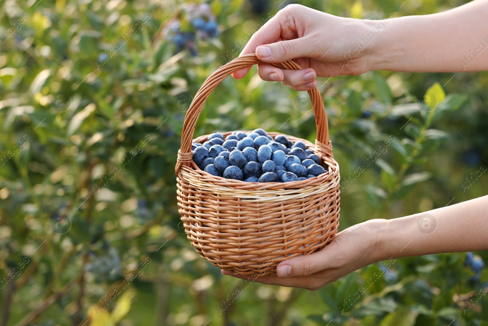 Photo of Woman with wicker basket of fresh blueberries outdoors, closeup. Seasonal berries