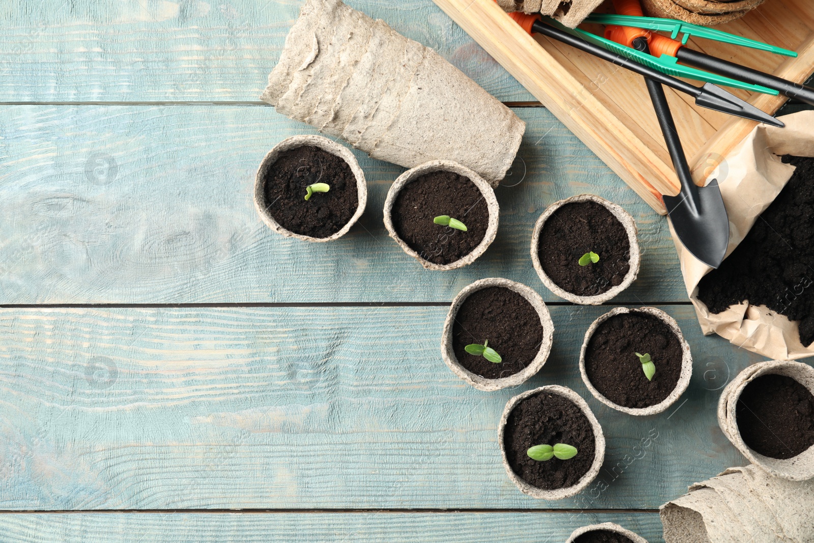 Photo of Young seedlings and gardening tools on light blue wooden table, flat lay. Space for text