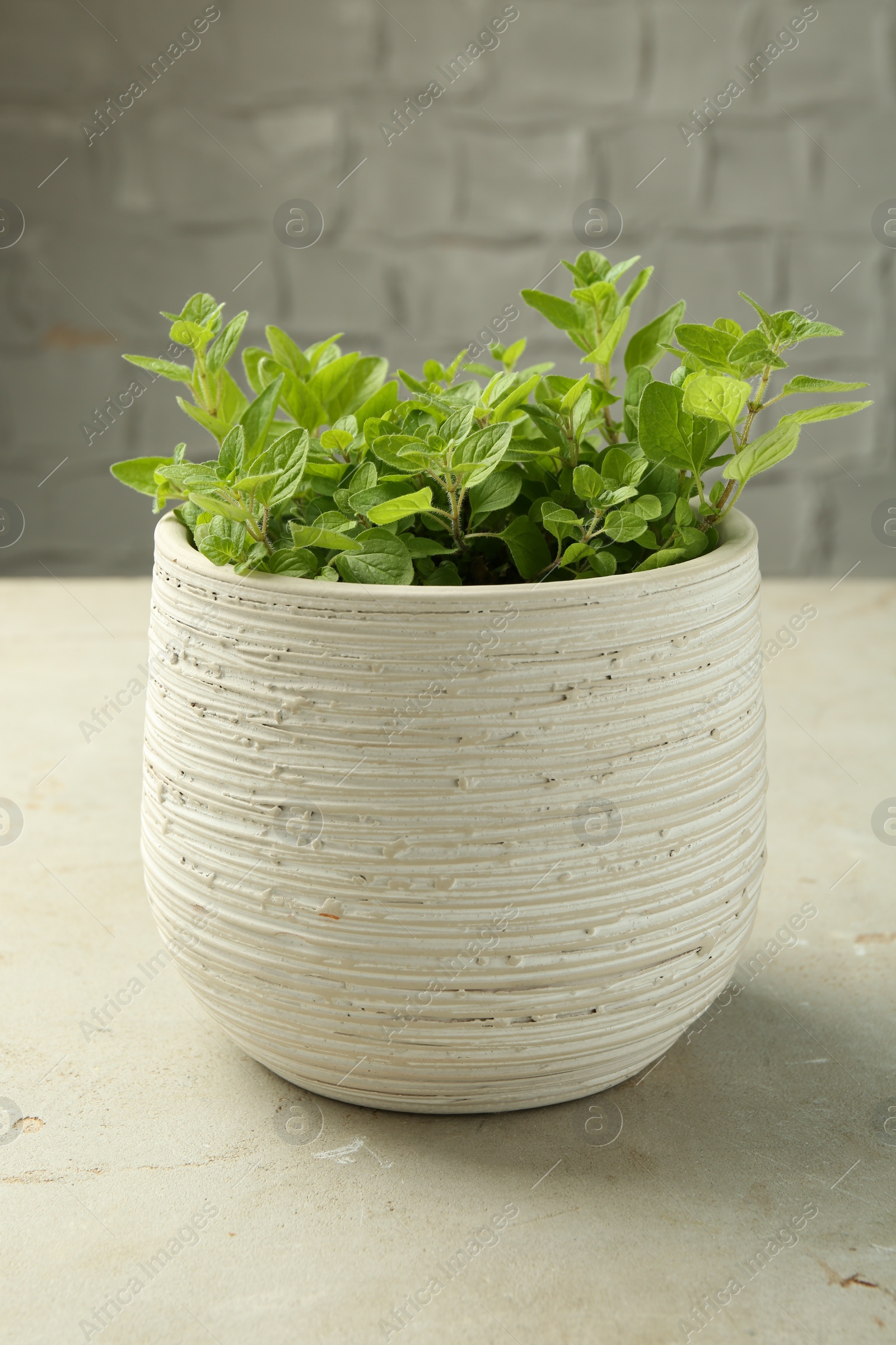 Photo of Aromatic potted oregano on light marble table