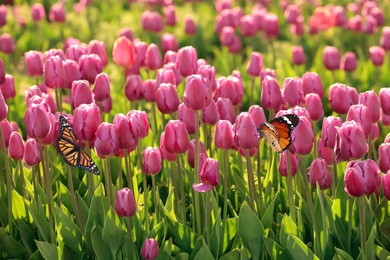 Beautiful butterflies and blossoming tulips outdoors on sunny spring day